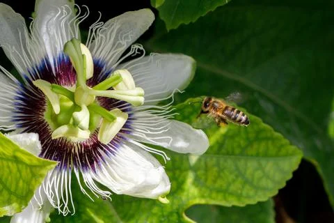 A bee pollinates a passion fruit flower. Imagine a close-up. Stock Photos