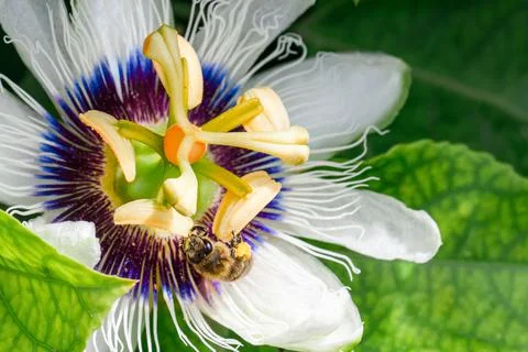 A bee pollinates a passion fruit flower. Imagine a close-up. Stock Photos