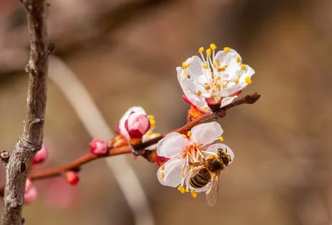 A bee pollinates a peach blossom in spring day Stock Photos