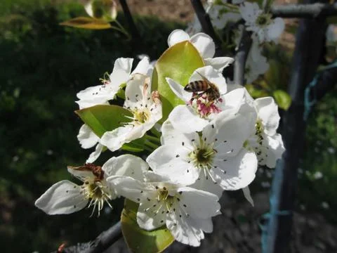 Bee pollinates a pear blossom in spring . Tuscany, Italy Stock Photos