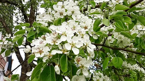 Bee pollinates pear flowers in spring Stock Footage 154540113