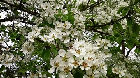 Bee pollinates pear flowers in spring Stock Footage 154540285