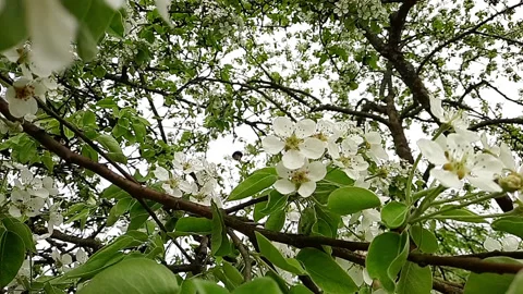 Bee pollinates pear flowers in spring Stock Footage 154540652