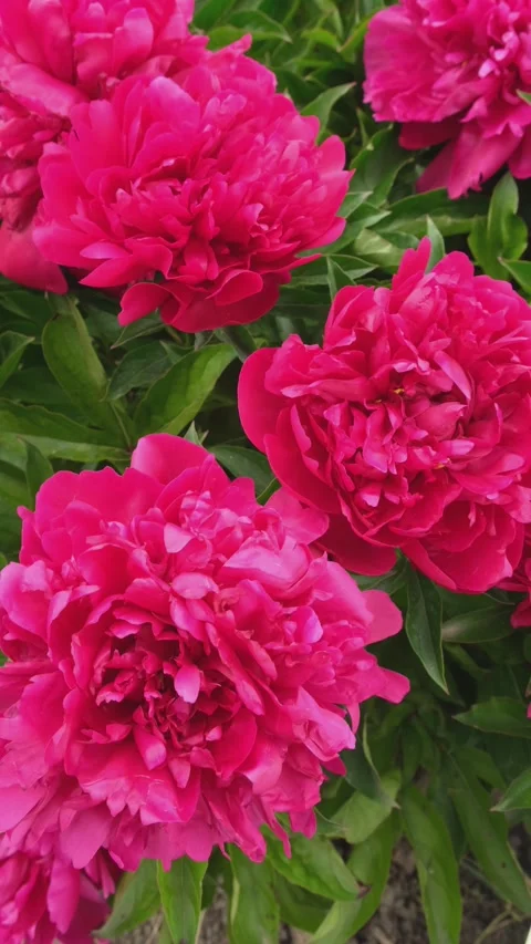 Bee pollinates peony flowers Stock Footage 318309897