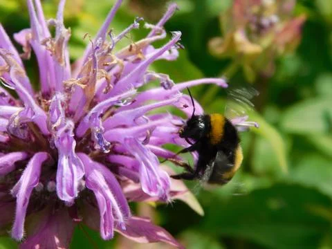 Bee pollinates Stock Photos