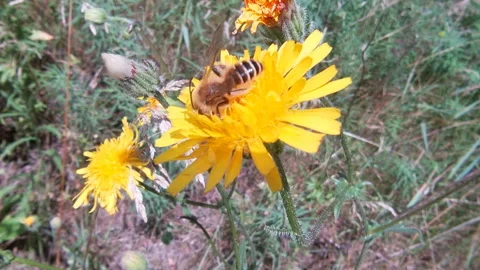 A bee pollinates a Pilosélla caespitósa flower, forest edge, summer, Ukraine. Stock Footage 339498137