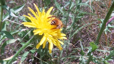 A bee pollinates a Pilosélla caespitósa flower, forest edge, summer, Ukraine. Stock Footage 339498226