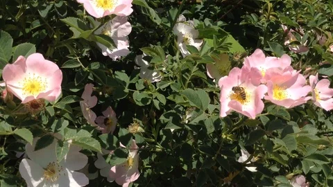 The bee pollinates the pink and yellow flowers of the Eglantine . Close Stock Footage 87094362