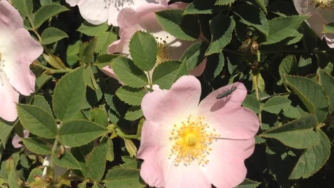 The bee pollinates the pink and yellow flowers of the Eglantine . Close up Stock Footage 87094365
