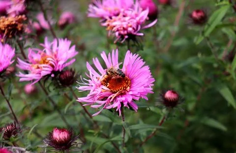 A bee pollinates a pink aster flower in the garden on a cloudy autumn day Stock Photos