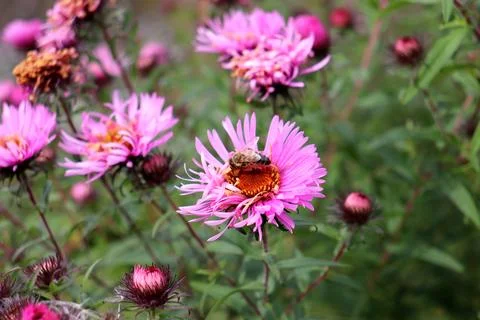 A bee pollinates a pink aster flower in the garden on an autumn day Stock Photos