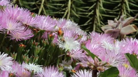 Bee Pollinates Pink Flower 库存影片 10890704