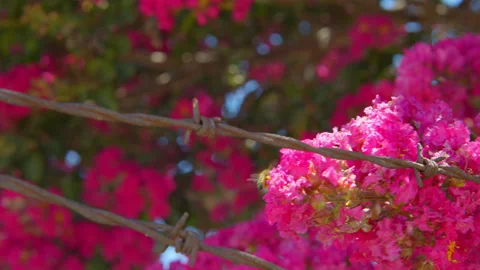 Bee Pollinates Pink Flowers On Barbed Wire Fence Video stock 201636382