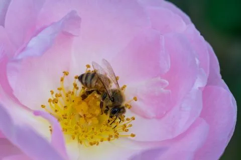 Bee pollinates pink rose Stock Photos