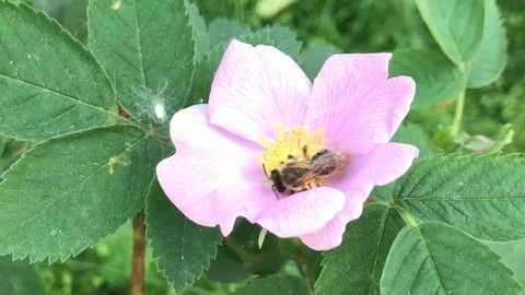Bee pollinates a pink rosehip flower Video stock 119078610