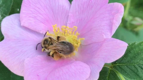 Bee pollinates a pink rosehip flower 動画素材 119078618
