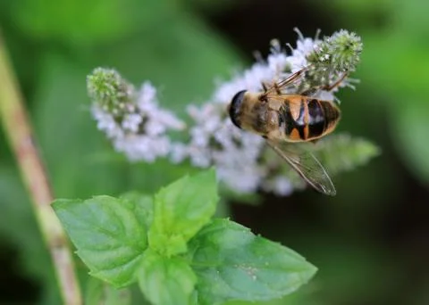 Bee pollinates a plant Stock Photos