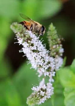 Bee pollinates a plant Stock Photos