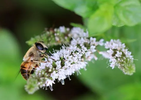 Bee pollinates a plant Stock Photos