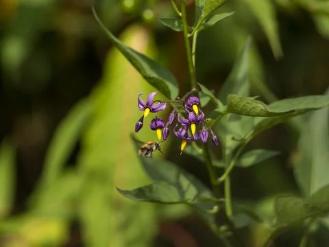 A bee pollinates a plant Stock Photos