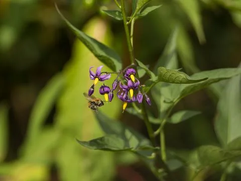 A bee pollinates a plant Foto stock