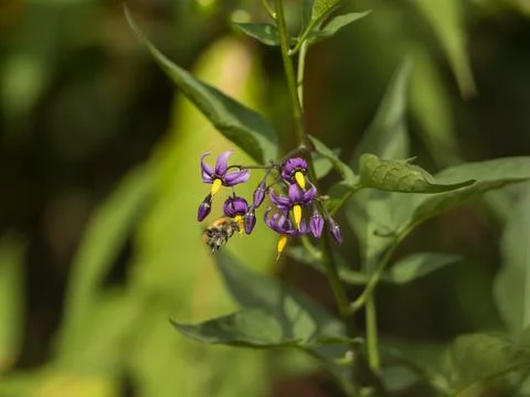 A bee pollinates a plant Foto stock