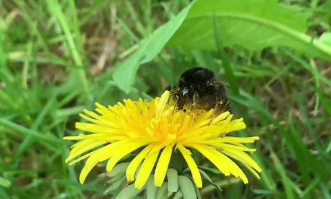 A bee pollinates a plant in the wild. Stock Footage 310652769