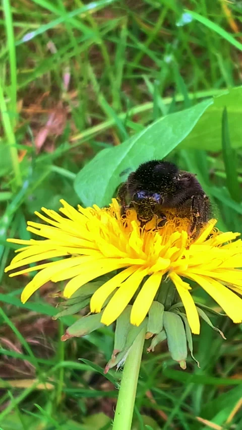 A bee pollinates a plant in the wild. Stock Footage 310652770