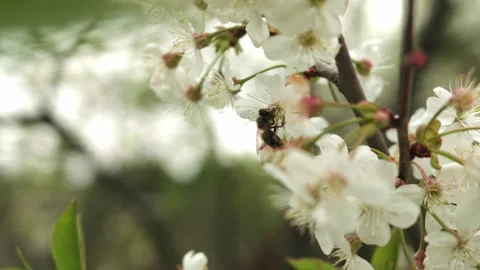 A bee pollinates plants. cherry blossoms. slow motion Stock Footage 311373890