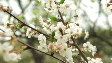 A bee pollinates plants. cherry blossoms. slow motion Stock Footage 311373933