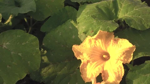 Bee pollinates a pumpkin flower in the home garden. Selected focus. Video stock 159902490