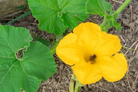 A bee pollinates a pumpkin flower Stock Photos