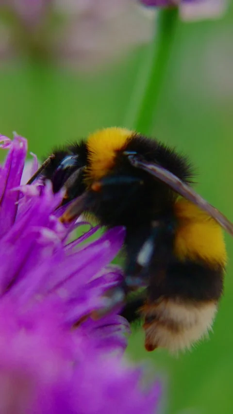 Bee pollinates purple bloom with sharp focus Stock Footage 346342654