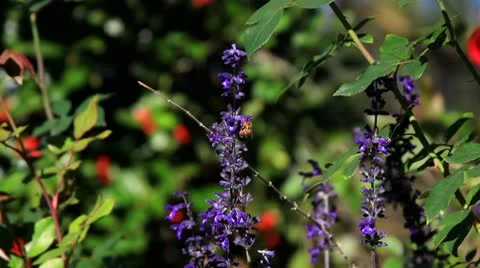 Bee Pollinates Purple Flower Stock Footage 10749238