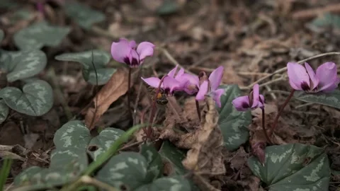 A bee pollinates a purple flower in the forest Stock Footage 154644173