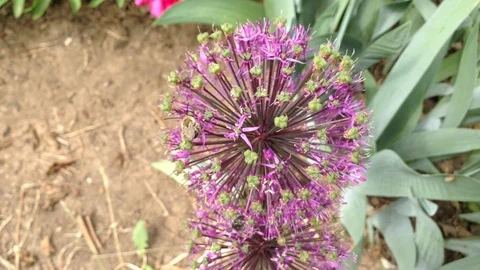 Bee Pollinates Purple Spherical Flower Allium aflatunense Close Up 2 Stock Footage 91427971