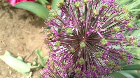 Bee Pollinates Purple Spherical Flower Allium aflatunense Close Up Stock Footage 91429557