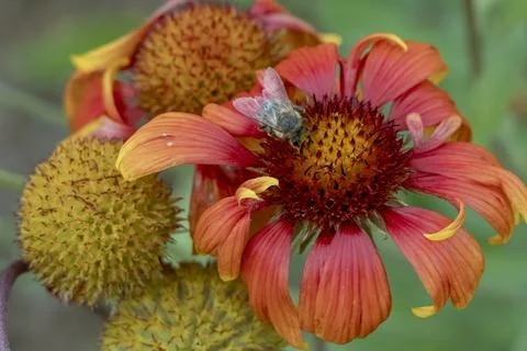 A bee pollinates a red and orange flower in a garden Stock Photos