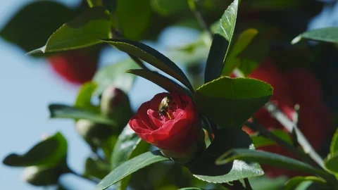 Bee Pollinates a Red Rose and Flies Away Stock Footage 87243136