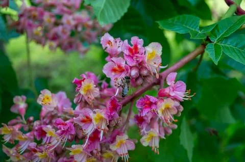 A bee pollinates the rose flowers of a tree Stock Photos
