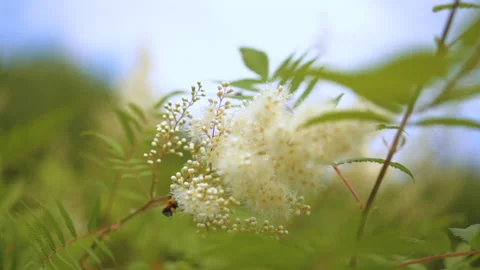 The bee pollinates the rowan - leaved mountain ash Stock Footage 167467620