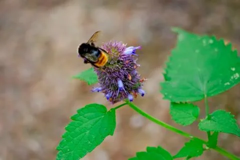 A bee pollinates a small flower on a green stalk Stock Photos