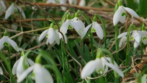 Bee pollinates snowdrop.Snowdrops, flower, spring Stock-Footage 267189291