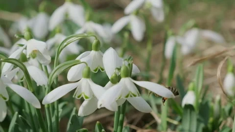 Bee pollinates snowdrop.Snowdrops, flower, spring Stock Footage 267189314