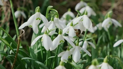 Bee pollinates snowdrop.Snowdrops, flower, spring Stock Footage 267189335