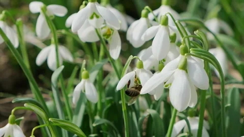 Bee pollinates snowdrop.Snowdrops, flower, spring Stock-Footage 267189363