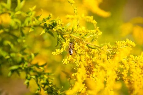 Bee pollinates Solidago virgaurea or Goldenrod Foto stock