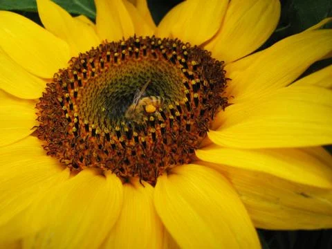 Bee pollinates a sunflower Stock Photos