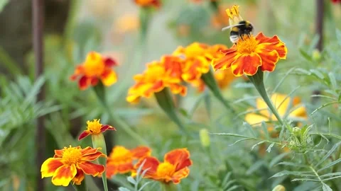 A bee pollinates Tagetes flowers whith orange blooms in the garden Stock Footage 158576418