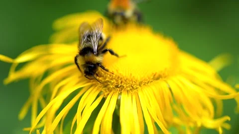 Bee pollinates vibrant yellow flower in spring forest under morning sun Stock Footage 294687918
